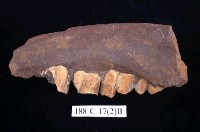 藏品(犀牛化石)的圖片